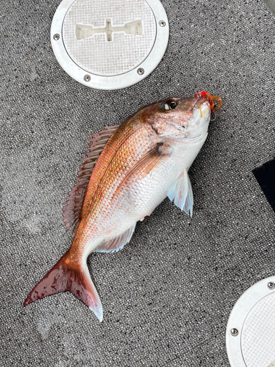 みよっさん。さんの釣果 2枚目の画像