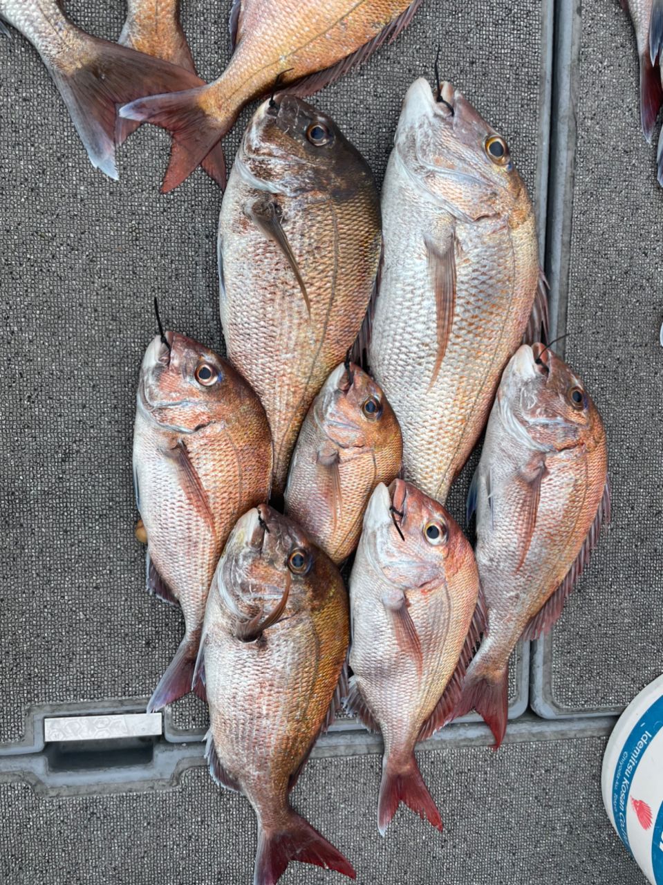 みよっさん。さんの釣果 3枚目の画像