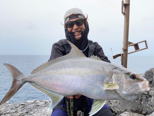 ヒレナガカンパチの釣果