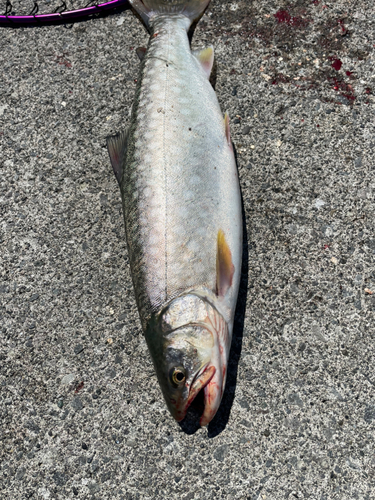 アメマスの釣果