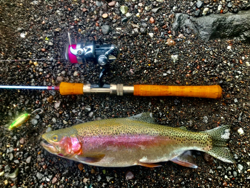 ニジマスの釣果