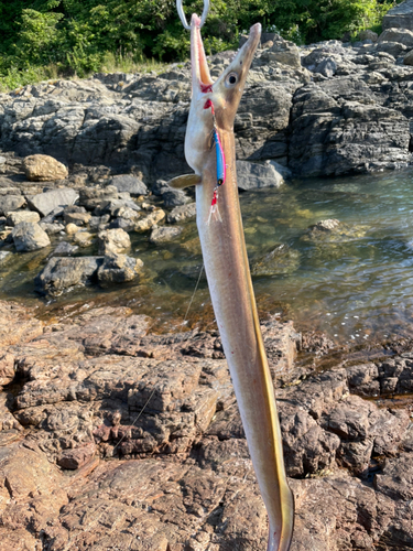 ハモの釣果