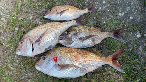 マダイの釣果