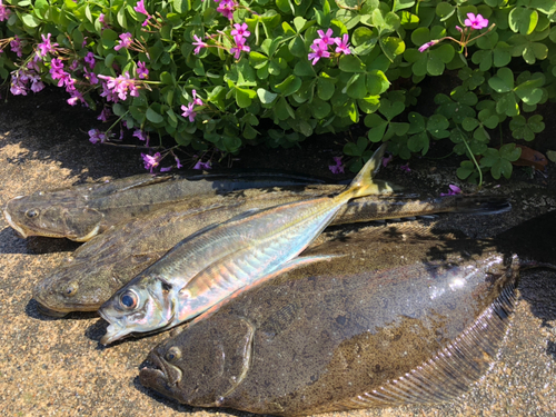 マゴチの釣果