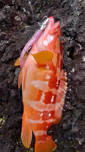 アカハタの釣果