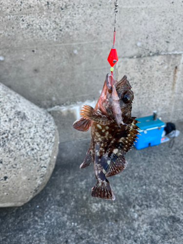 カサゴの釣果