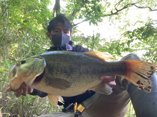 ラージマウスバスの釣果