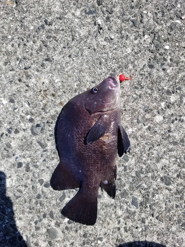 ヒゲダイの釣果