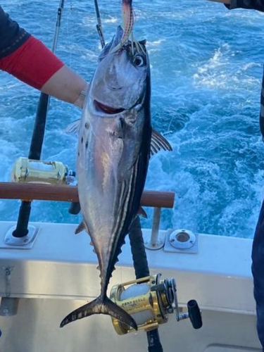 カツオの釣果