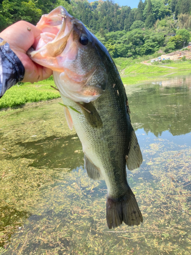 ブラックバスの釣果