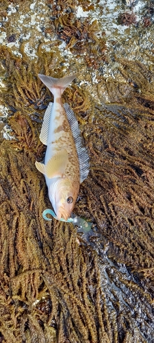 釣果