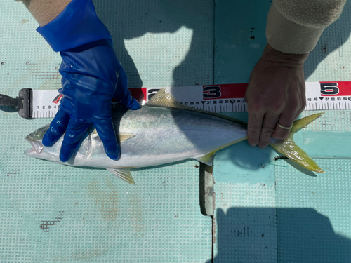 ハマチの釣果