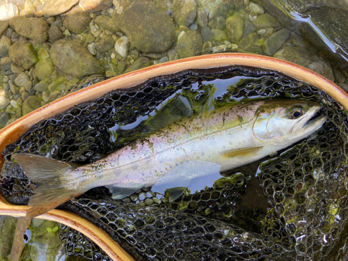 ヤマメの釣果