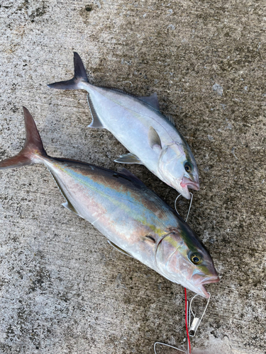 カンパチの釣果