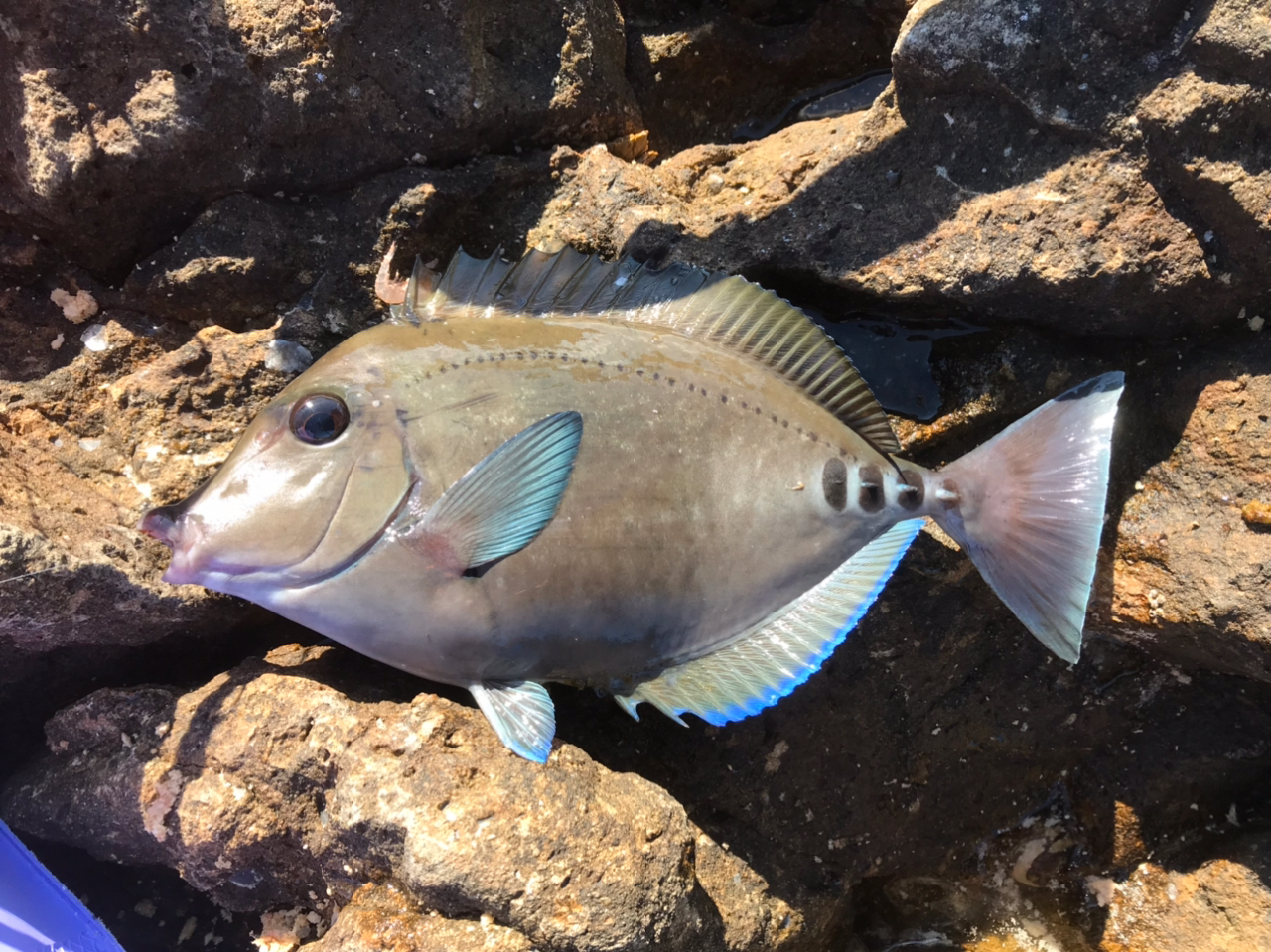 クチブトグレ