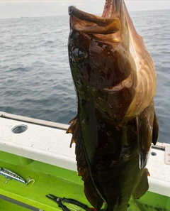 クエの釣果