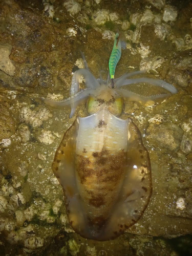 アオリイカの釣果