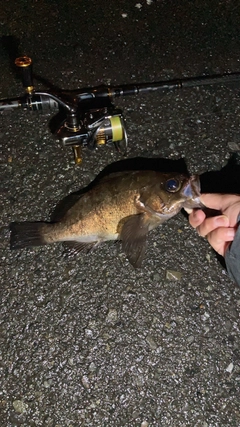 クロメバルの釣果