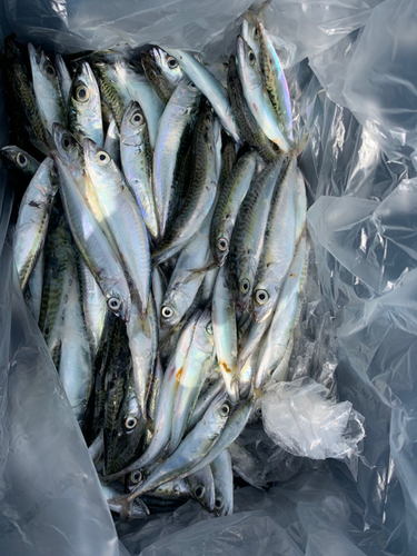 サバの釣果