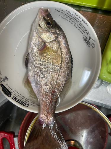 ウミタナゴの釣果