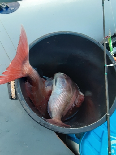 マダイの釣果