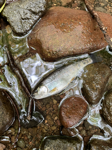 ニジマスの釣果