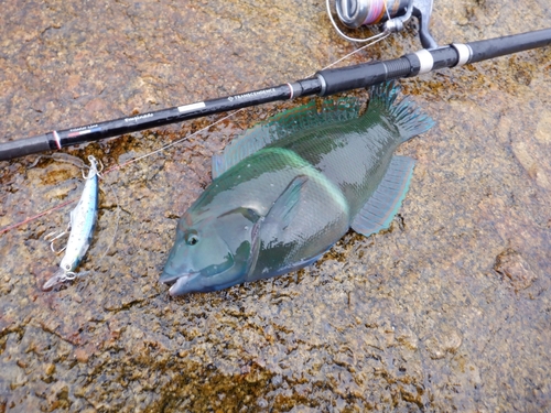 カンムリベラの釣果