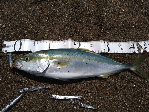 イナダの釣果