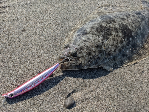 ヒラメの釣果