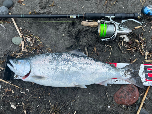 サクラマスの釣果