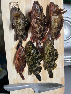 クロメバルの釣果