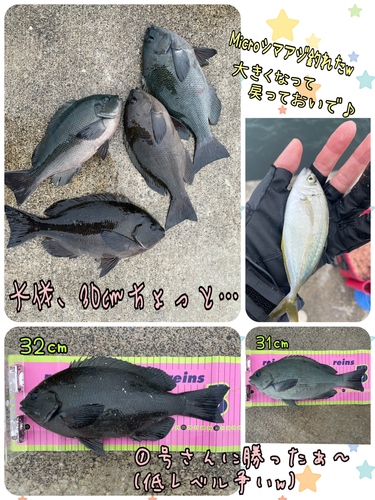 メジナの釣果