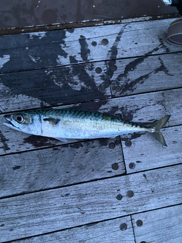 サバの釣果