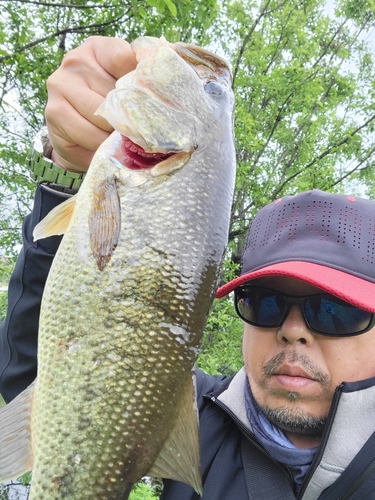 ブラックバスの釣果