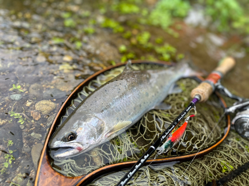 ヤマメの釣果