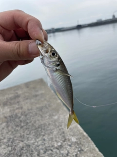 マアジの釣果