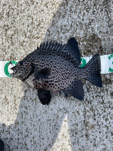 イシガキダイの釣果