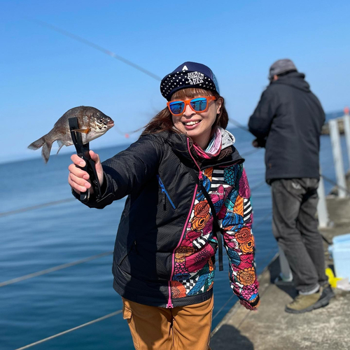 ウミタナゴの釣果