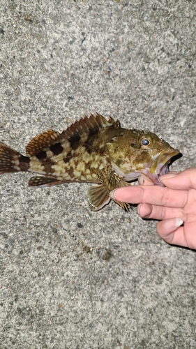 カサゴの釣果