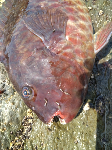 ブダイの釣果