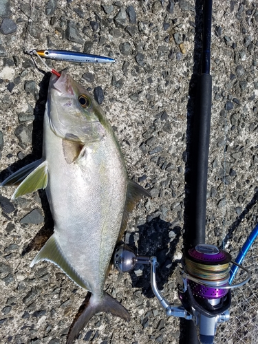 カンパチの釣果