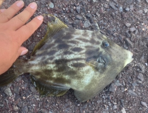 カワハギの釣果