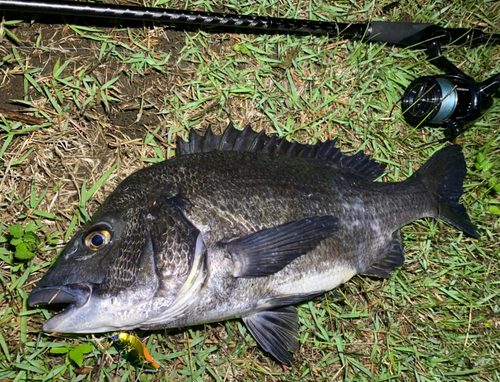 クロダイの釣果