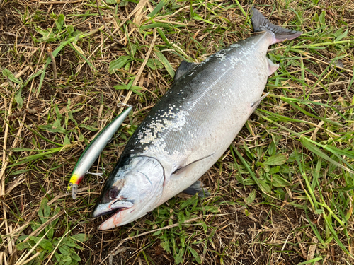 サクラマスの釣果