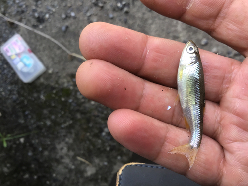 カワムツの釣果