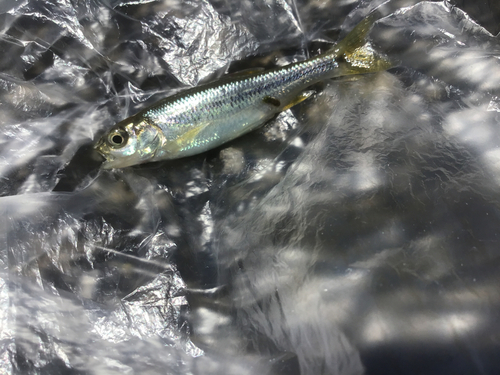 カワムツの釣果