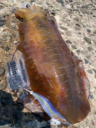 アオリイカの釣果