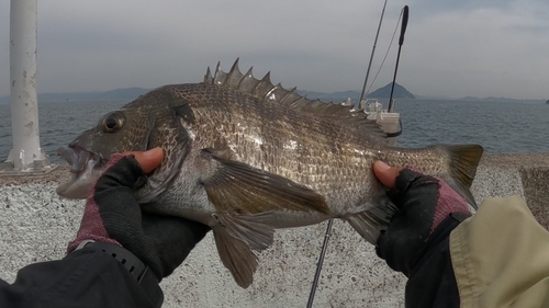 チヌの釣果