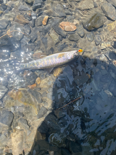 イワナの釣果