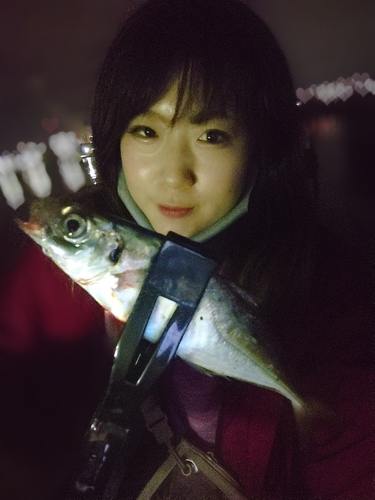 マアジの釣果